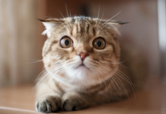 Six breeds of cats known for their short lifespans; cherish them.