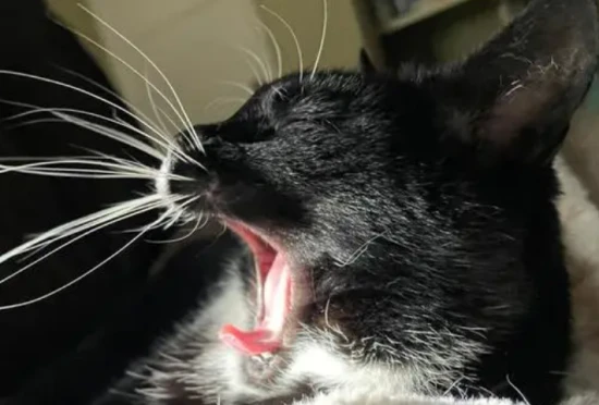 Can you trim a cat's whiskers?