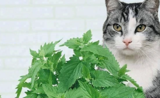 What are the effects of catnip on cats?