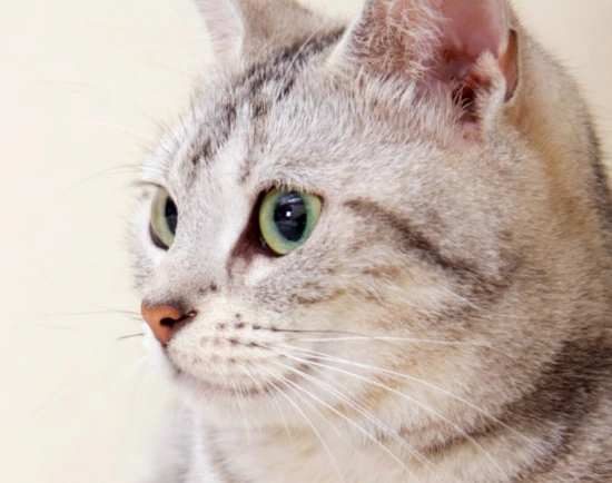 猫能吃花生仁或者瓜子仁吗？