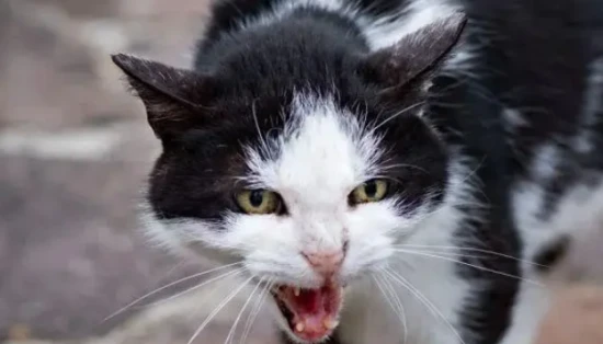 How do cats get rabies?