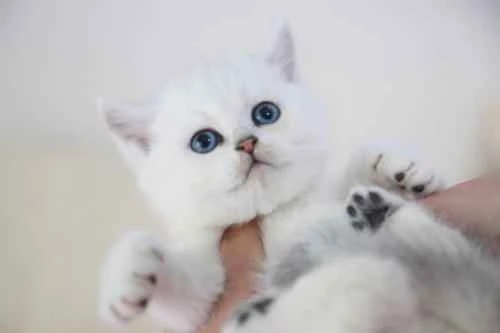 Why is the cat meowing so pitifully?