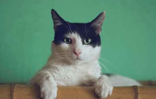 How to deal with a cat's shedding season