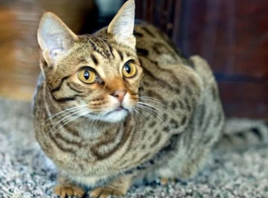 What are some reasons why cats are picky eaters?