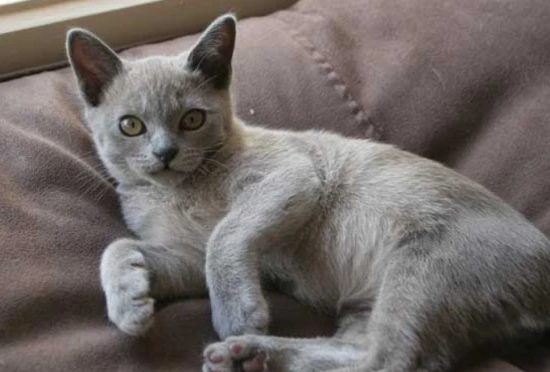 Why does my cat's fur become stiff?