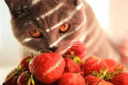 What should cats with anemia eat?