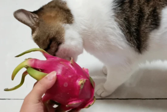 Can cats eat dragon fruit?