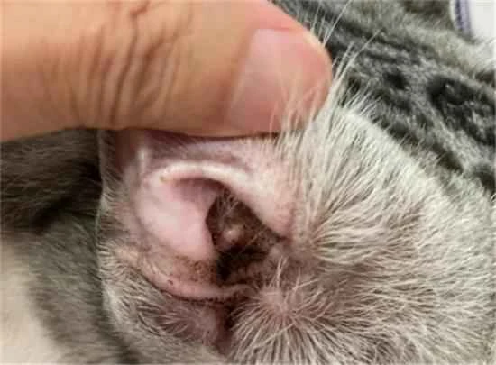 How can ear mites in cats be completely cured?