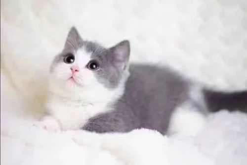 Can cats eat oatmeal?