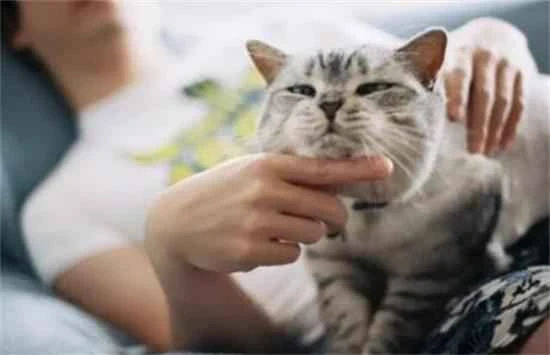 What to do if your house smells bad because you have a cat?