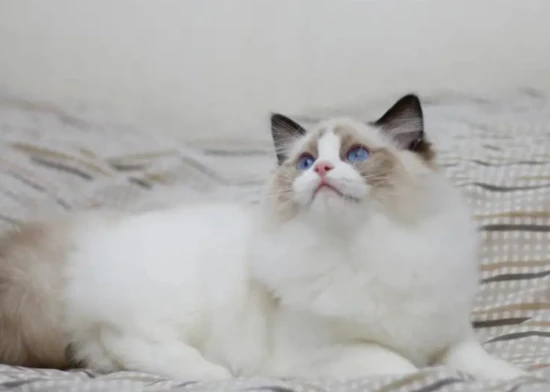 How do cats communicate?