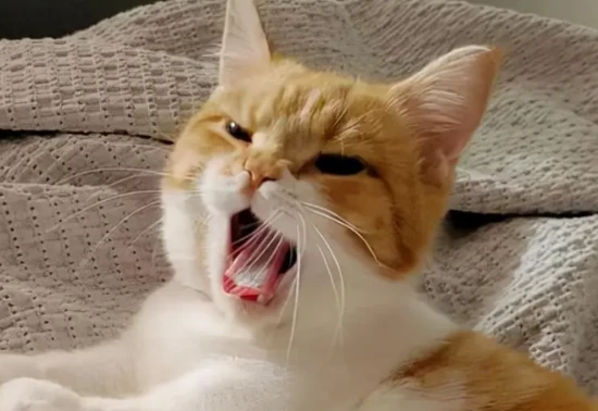 Why does my male cat keep meowing?