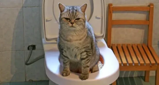 Cat poop color chart