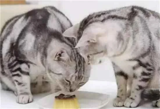 How many times a week should a cat be fed chicken breast?