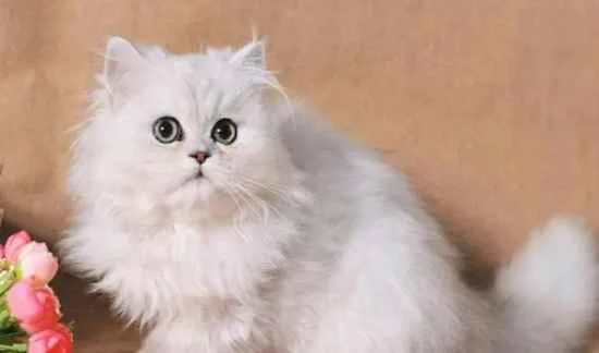 How many meals a day should a cat be fed?