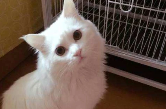 Why does my cat have watery eyes and brown discharge?