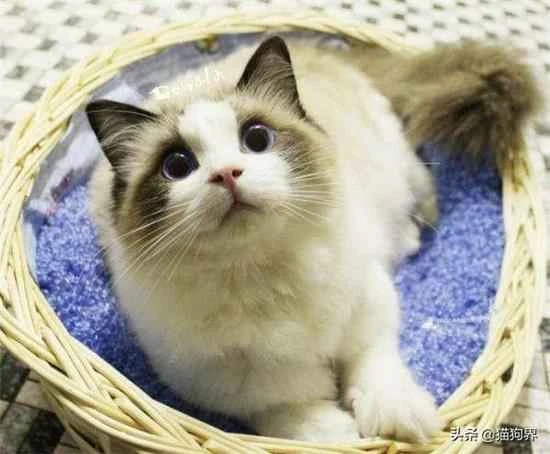 What to do if your cat loses a tooth?