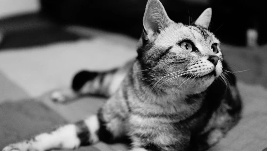 European Shorthair cat temperament characteristics