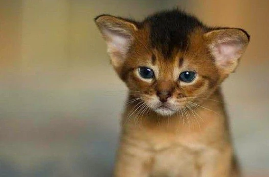 Can stray cats not be vaccinated?