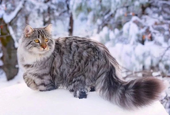 Who is the guardian of the Siberian cat?