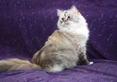 The cat suddenly stopped eating without any other symptoms.