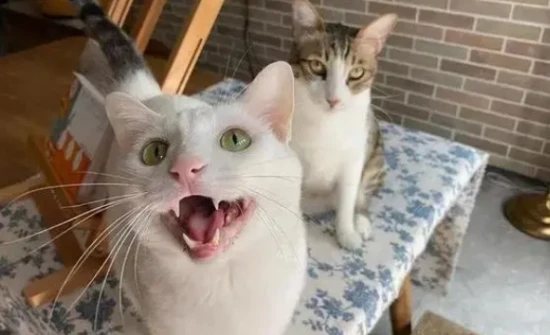 What are some reasons why a cat might meow incessantly?