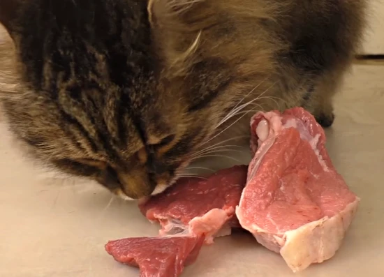 Do cats eat pork?