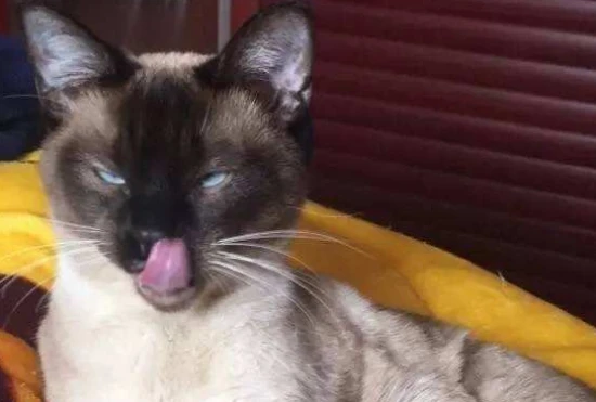 How to solve pica in cats? Is pica caused by a deficiency of something?