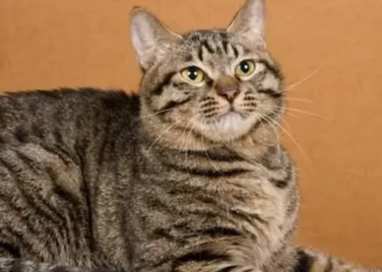 The best solution for cat shedding