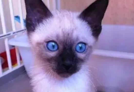 What is the personality of a Siamese cat like? Can you accept these unique traits?