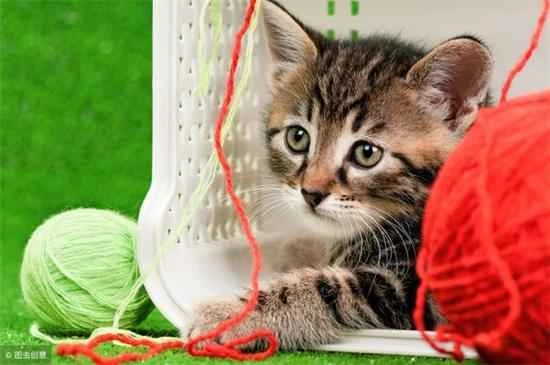 Can cats be kept in the bedroom?