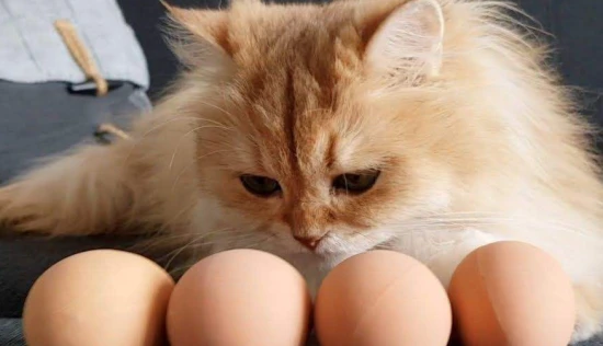 Can cats eat egg whites?