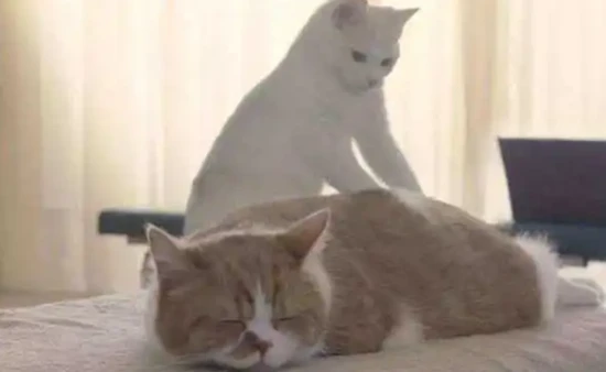 Why do male cats step on their breasts with all four paws?