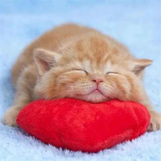 What's the best food for a three-month-old kitten?