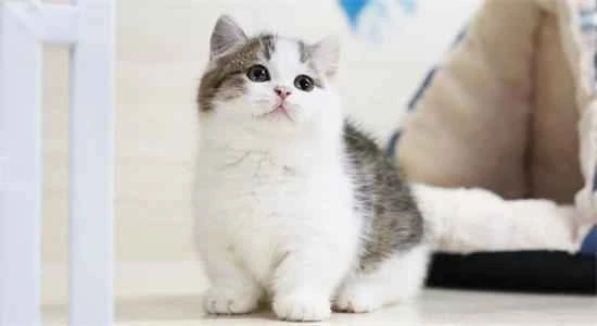 What are the symptoms of ear mites in cats? Do you understand ear mites in cats?