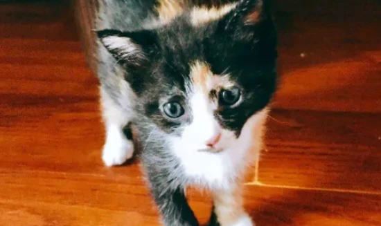 My cat isn't eating, seems listless, and keeps meowing. What could be wrong?