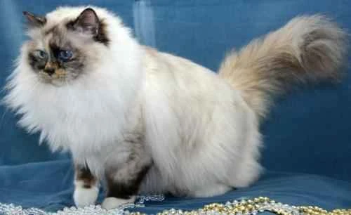 Why do cats like to rub their butts?