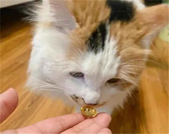 What are the effects and benefits of fish oil for cats?