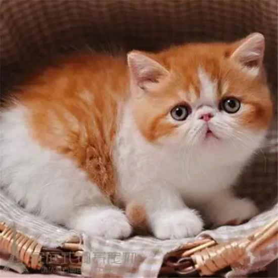 What is the purpose of a cat's paw pads?