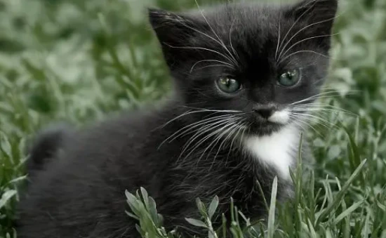 What breed of black cat is best?