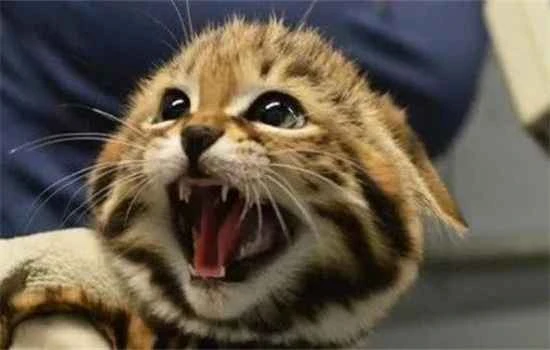 What should you pay attention to when buying cat vaccines?