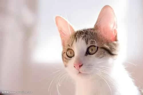 How can I bring my cat home from another province?