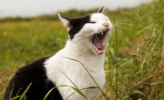 My cat keeps sneezing but seems to be in good spirits. What could be the reason?