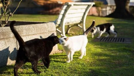 In which months do cats go into heat?