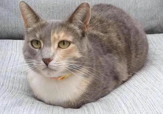 What does "cat squatting like a hen" mean?