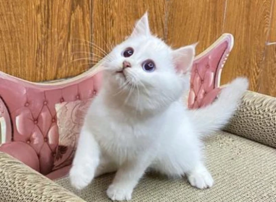 When should kittens be given deworming medication?