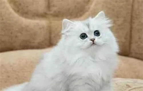 Is it better for cats to eat raw or cooked fish?