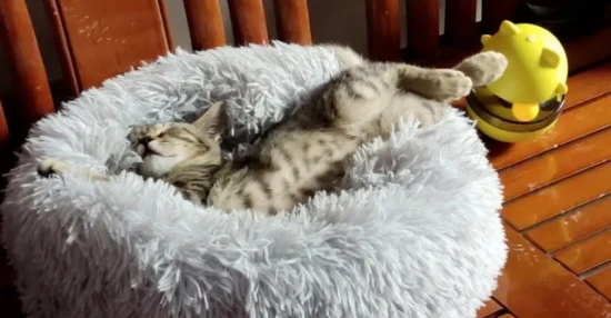 猫咪会做梦吗？