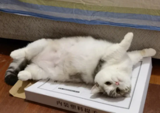 Why is my cat getting thinner and thinner?