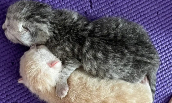 小猫实在太皮了，长大后TA会变沉稳吗？